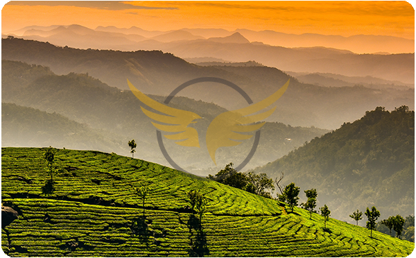 Best Hillstation Tour Operator in Kerala